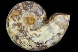Sliced, Agatized Ammonite Fossil (half) - Jurassic #110742-1